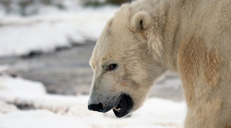 Primo piano di un orso polare maschio