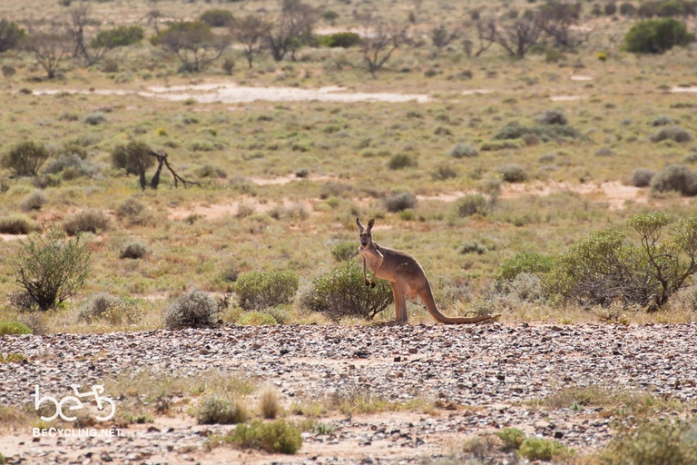 foto canguri australia