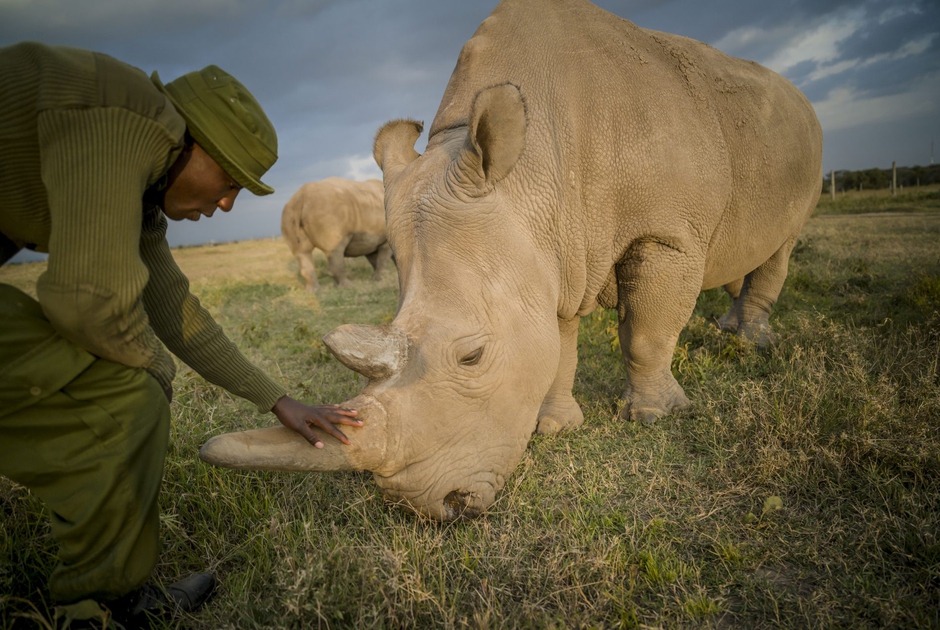 Saving the northern white rhino from complete extinction through in ...