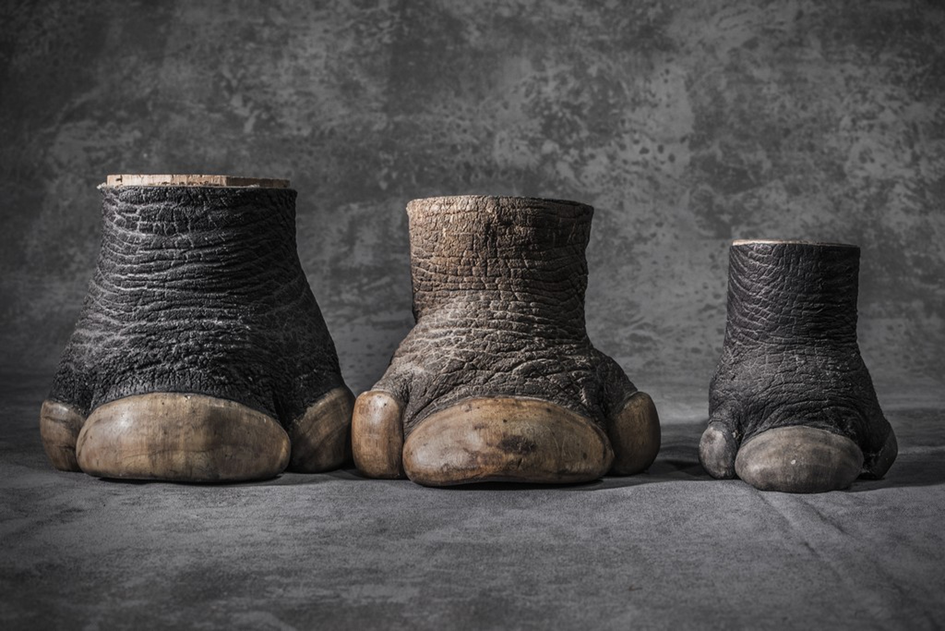 Zampe di rinoceronte – Photographers against wildlife crime