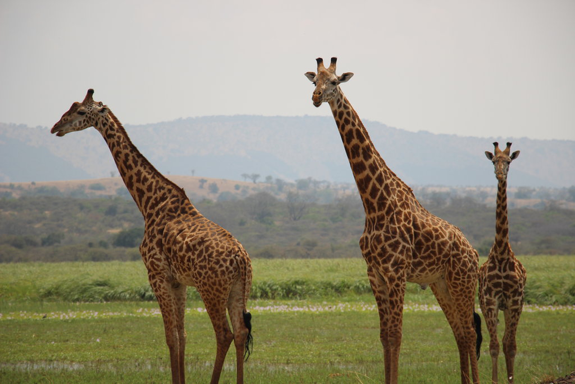giraffes