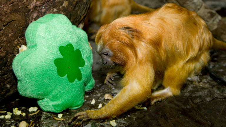 Arricchimento ambientale