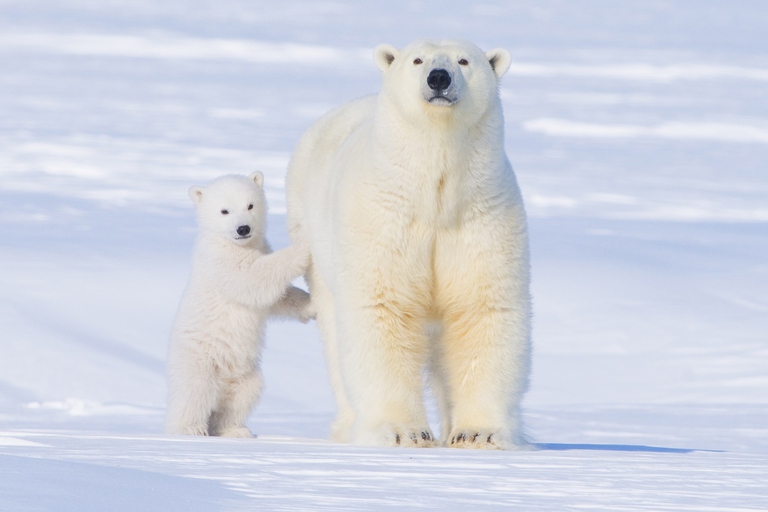 Mamma orsa con il suo piccolo