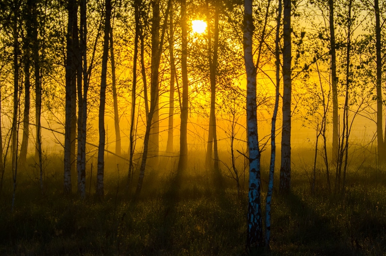 Foresta di Bialowieza all'alba