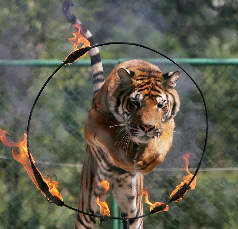 circus tiger
