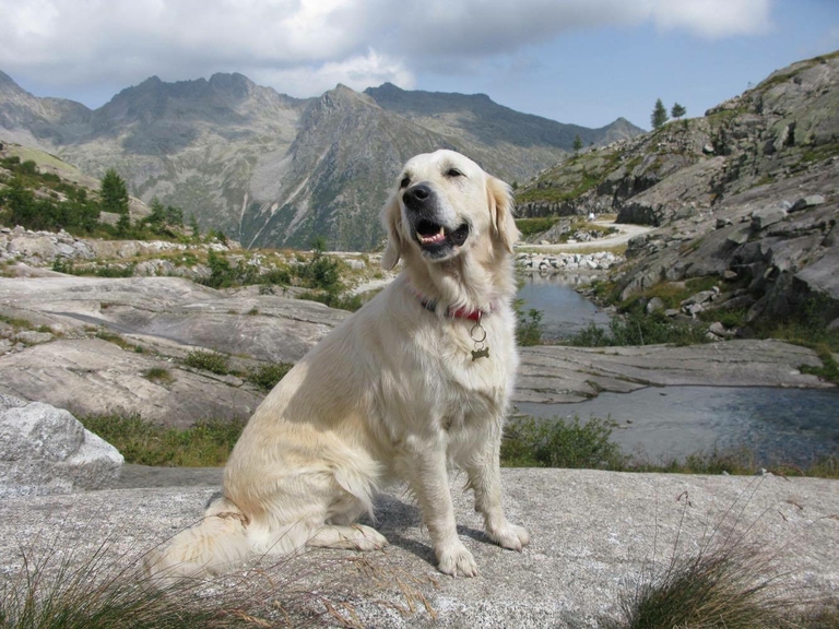 Isotta, bellissima Golden Retriever