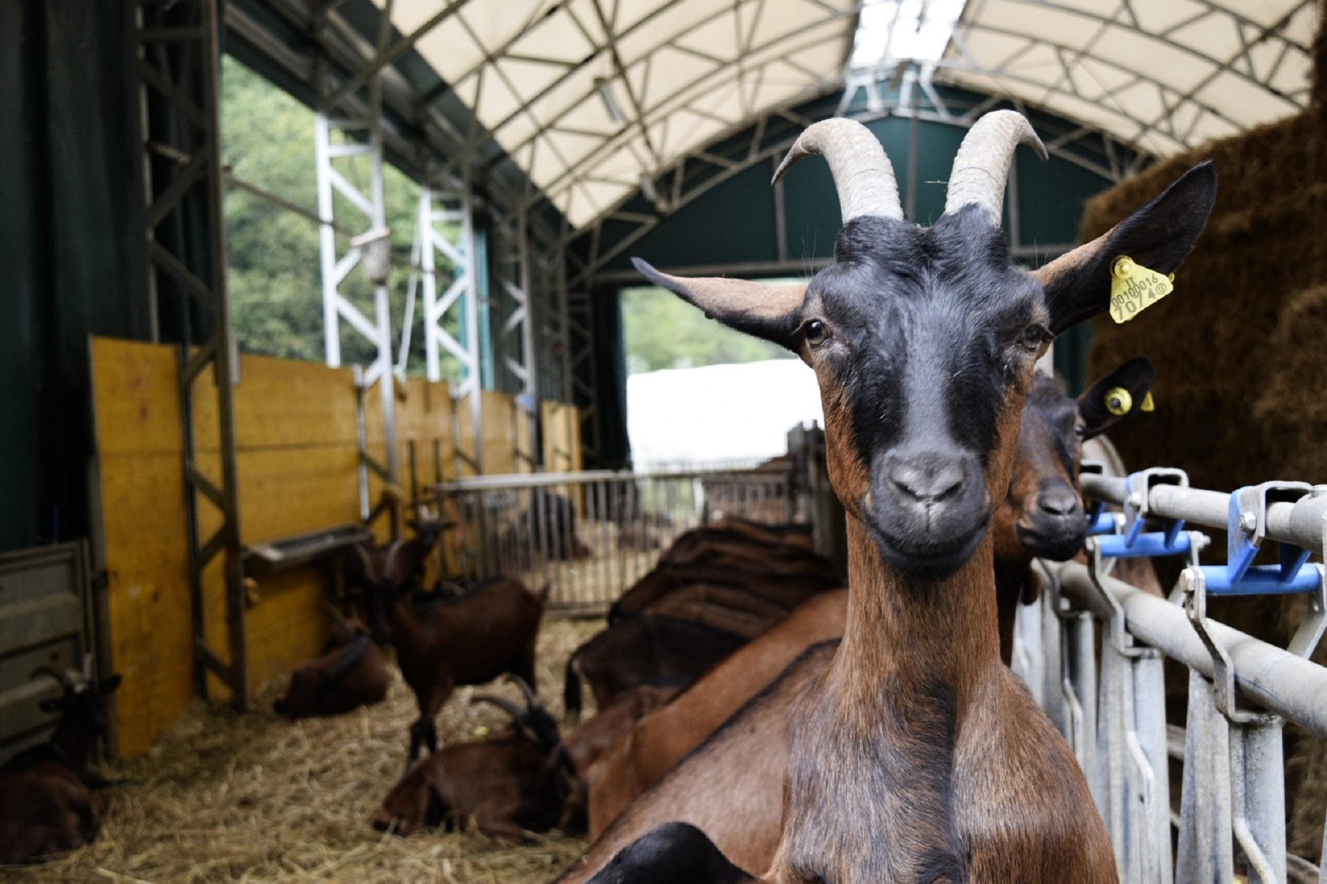 Caprette Cascina Badin