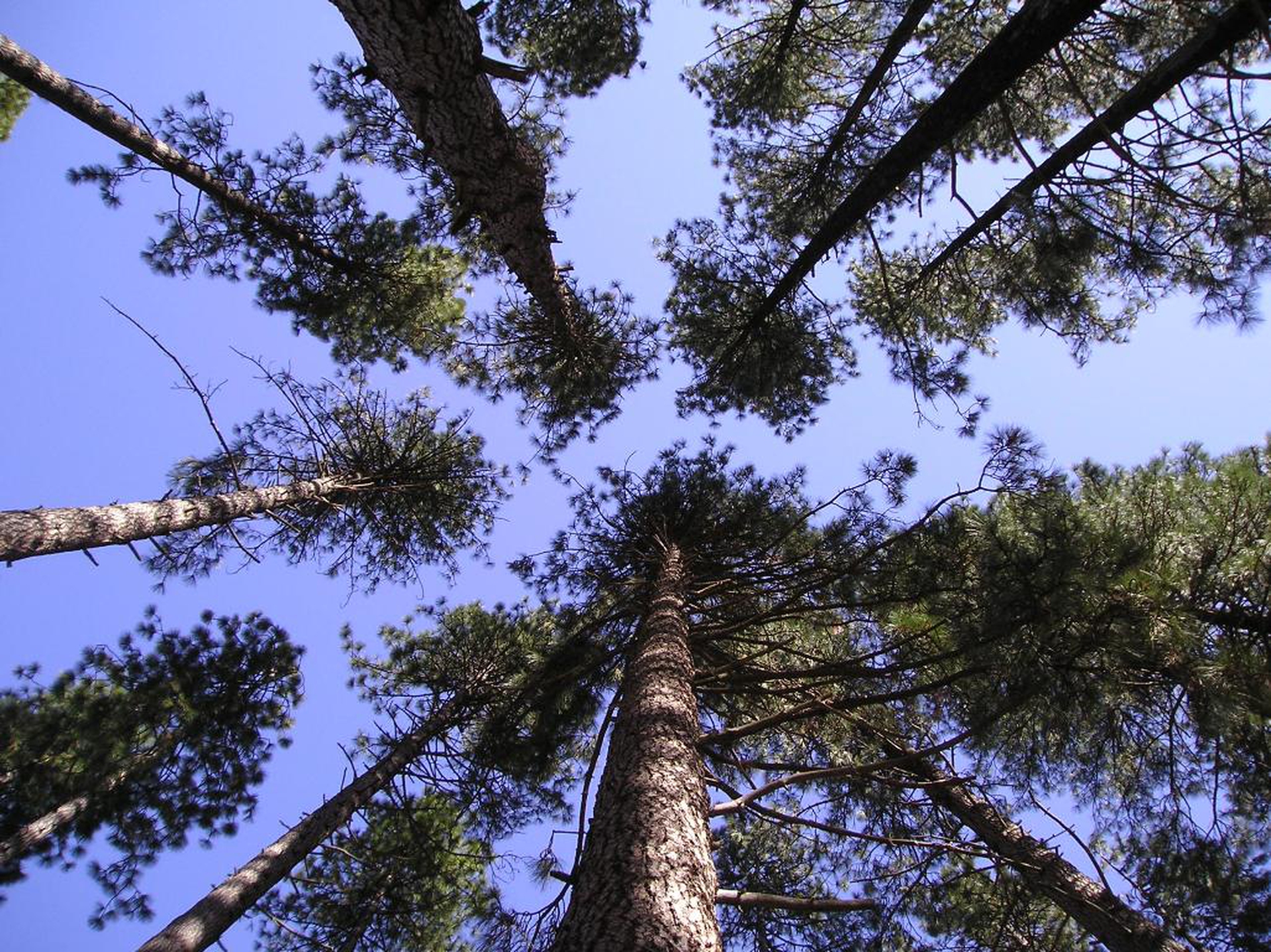 Una famiglia di sequoie al parco nazionale di Yosemite, negli Stati Uniti