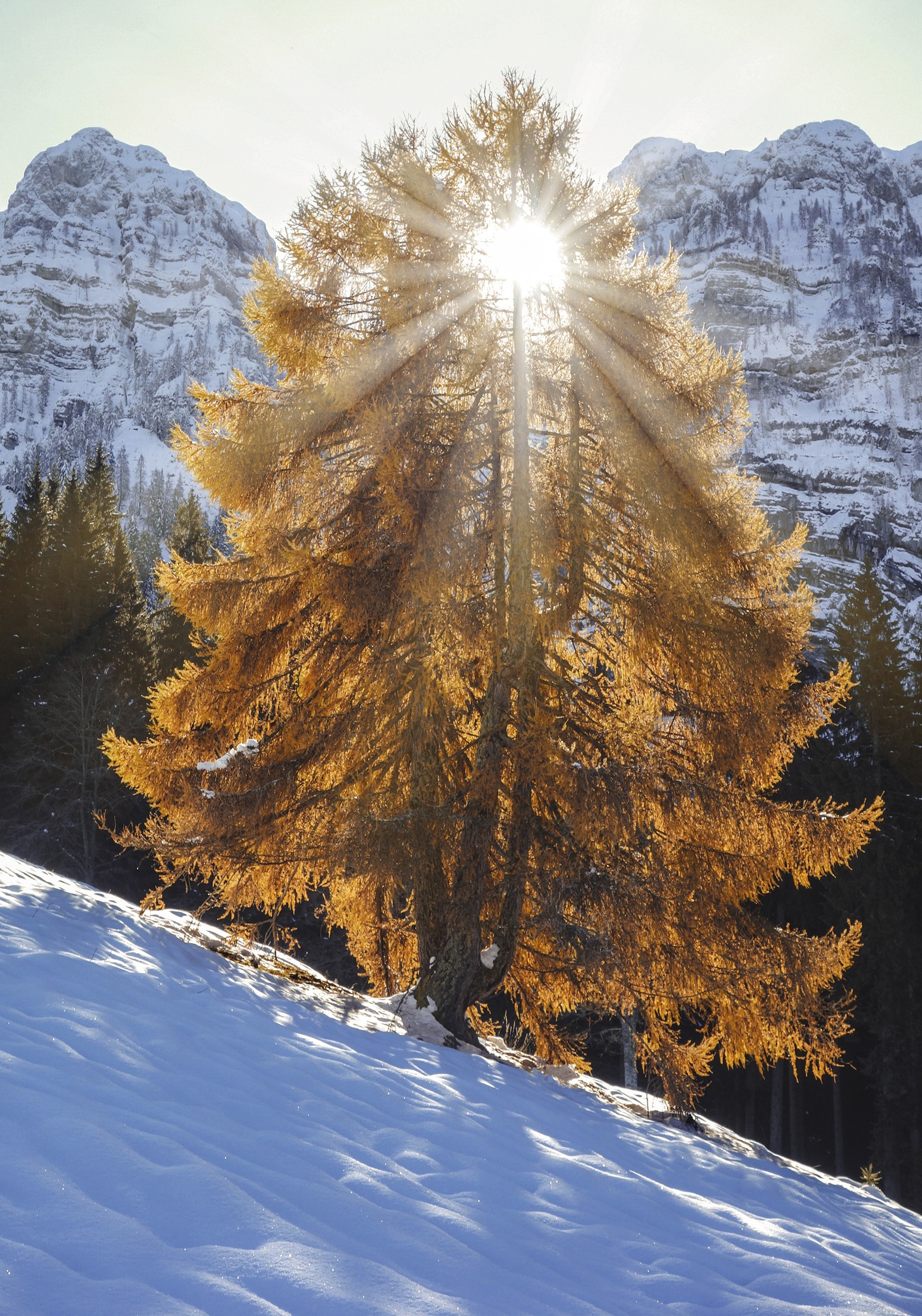 Foreste italiane, Trento