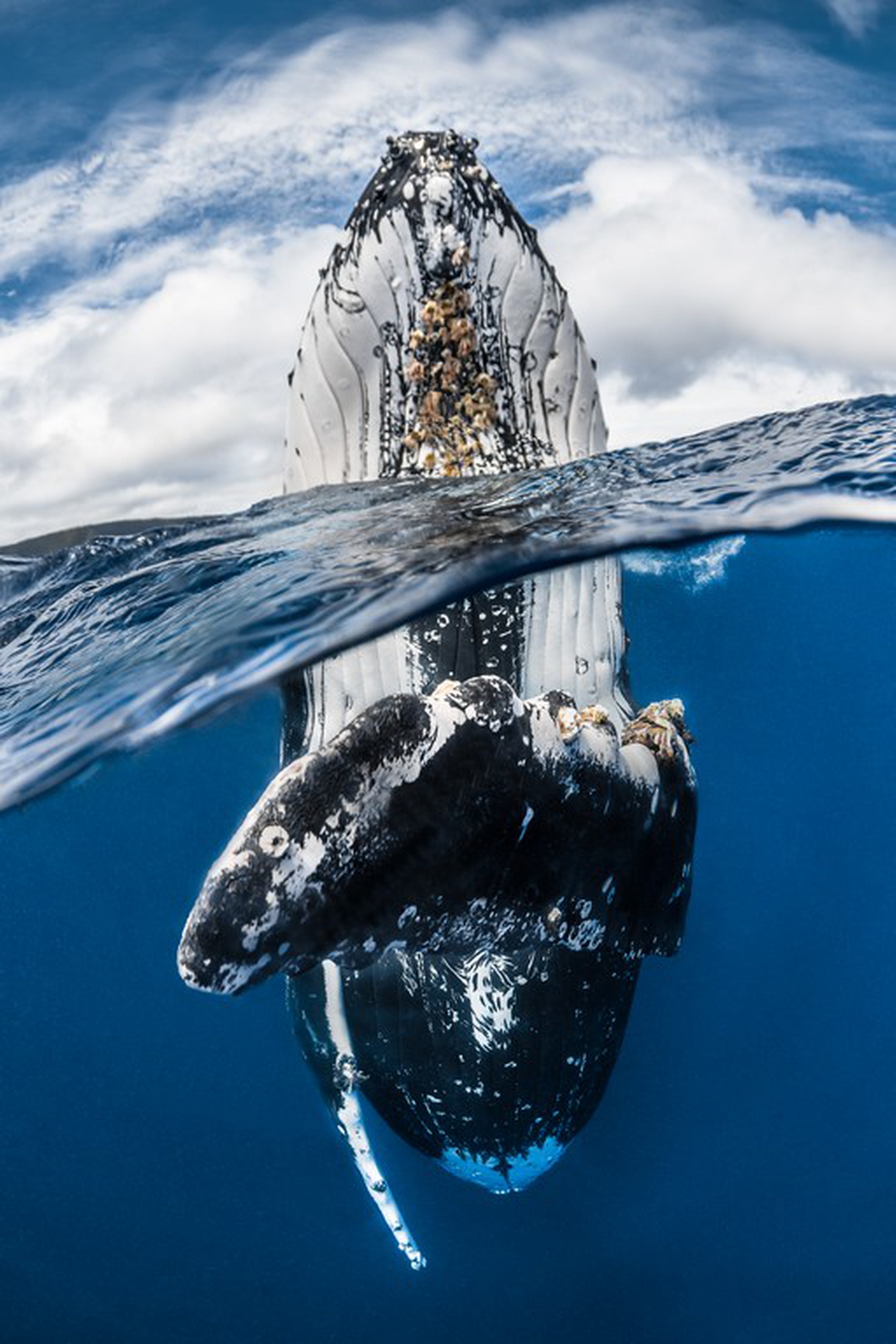 Le foto che hanno vinto l'Underwater photographer of the year 2018