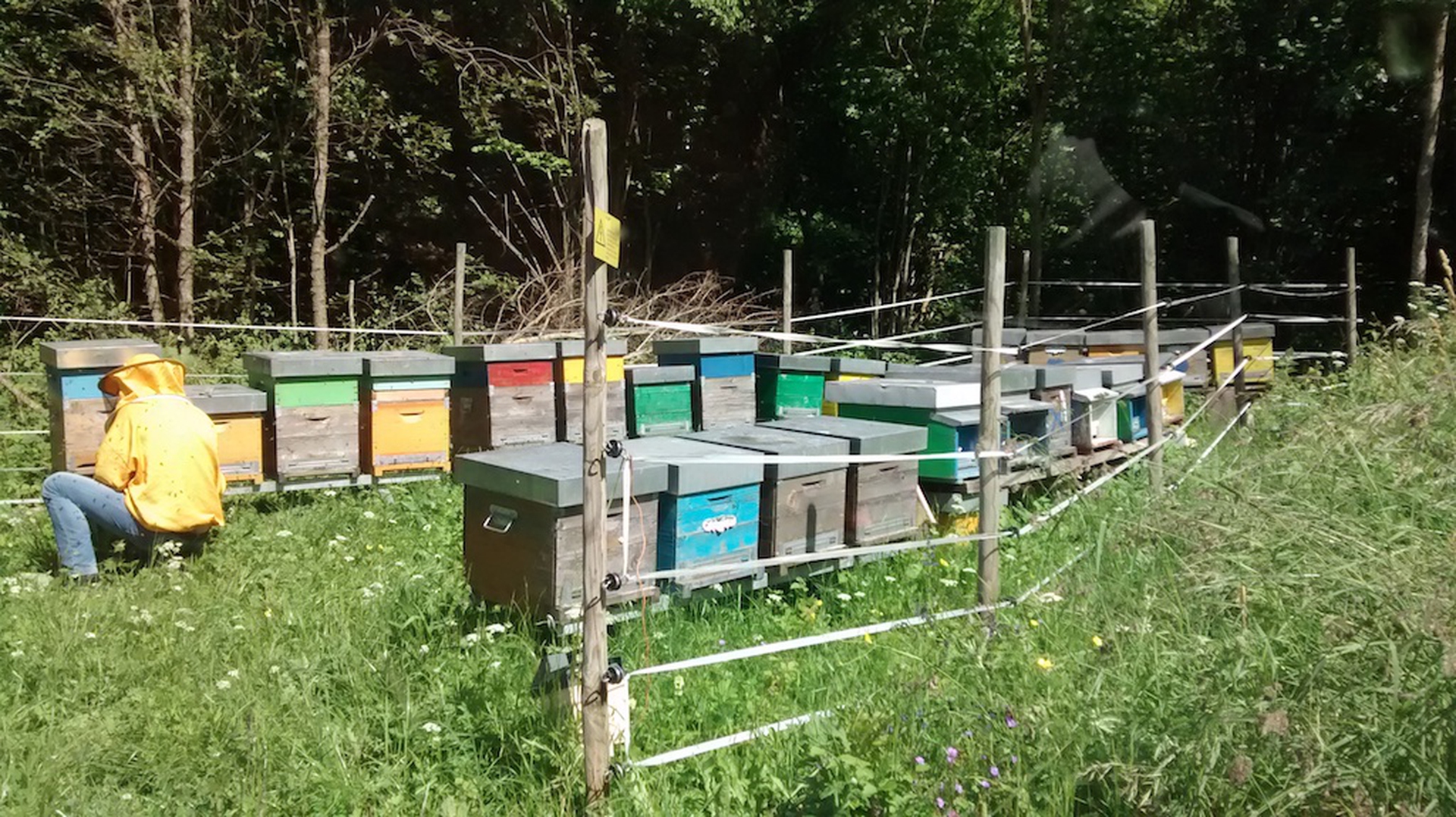 Biomonitoraggio Melixa a Molveno