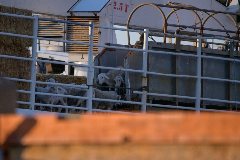 Gli animali sono costretti a utilizzare delle rampe per salire sulle navi, ma spesso sono posizionate troppo in alto, sono ripide, inadatte alle loro zampe