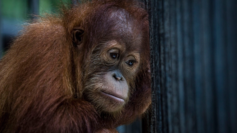 orangutan, our wild calling