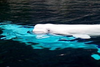 Russia, anche l’ultimo beluga è stato liberato dalla prigione per cetacei