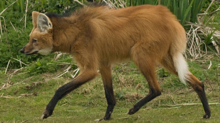 Un crisocione adulto. © Spencer Wright