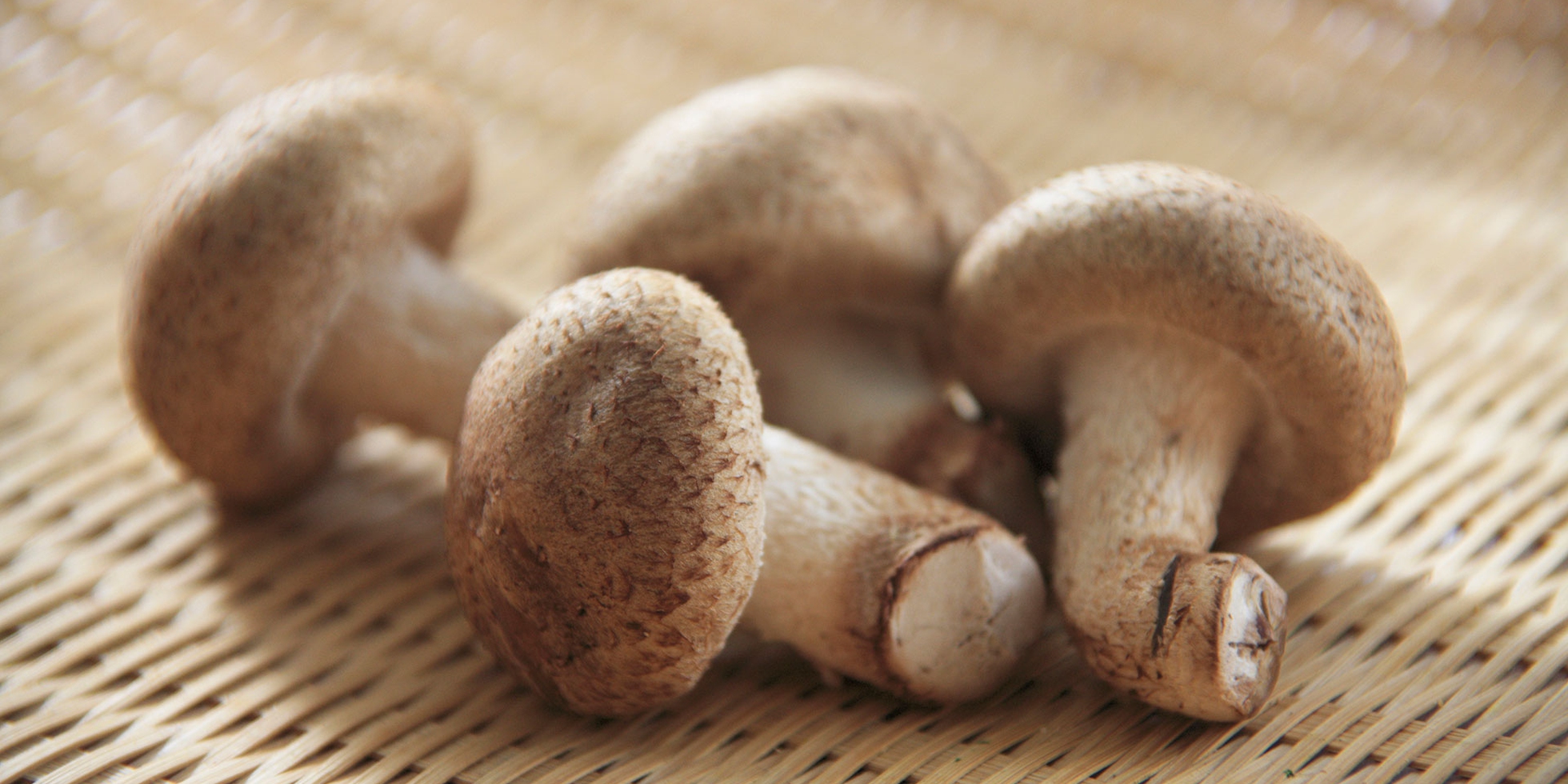 Fungo Shiitake giapponese benefici, ricette e coltivazione LifeGate