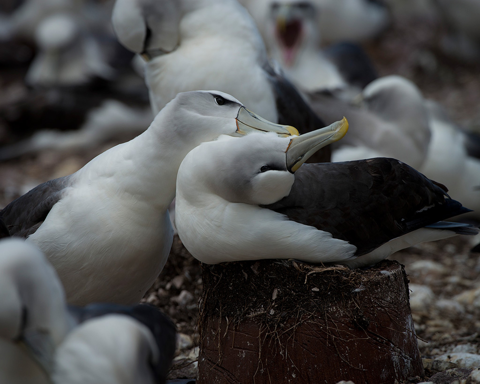 Coppia di albatri