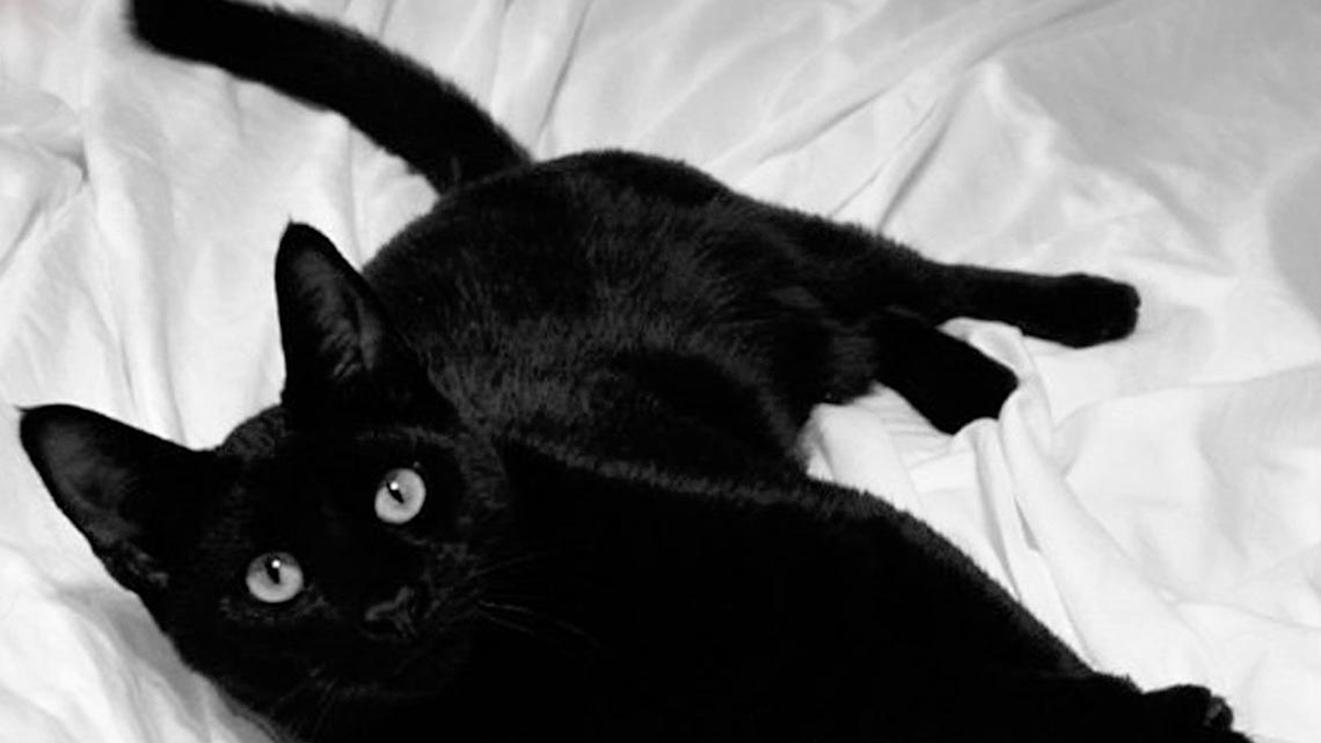 gatto-nero-lenzuola-bianche