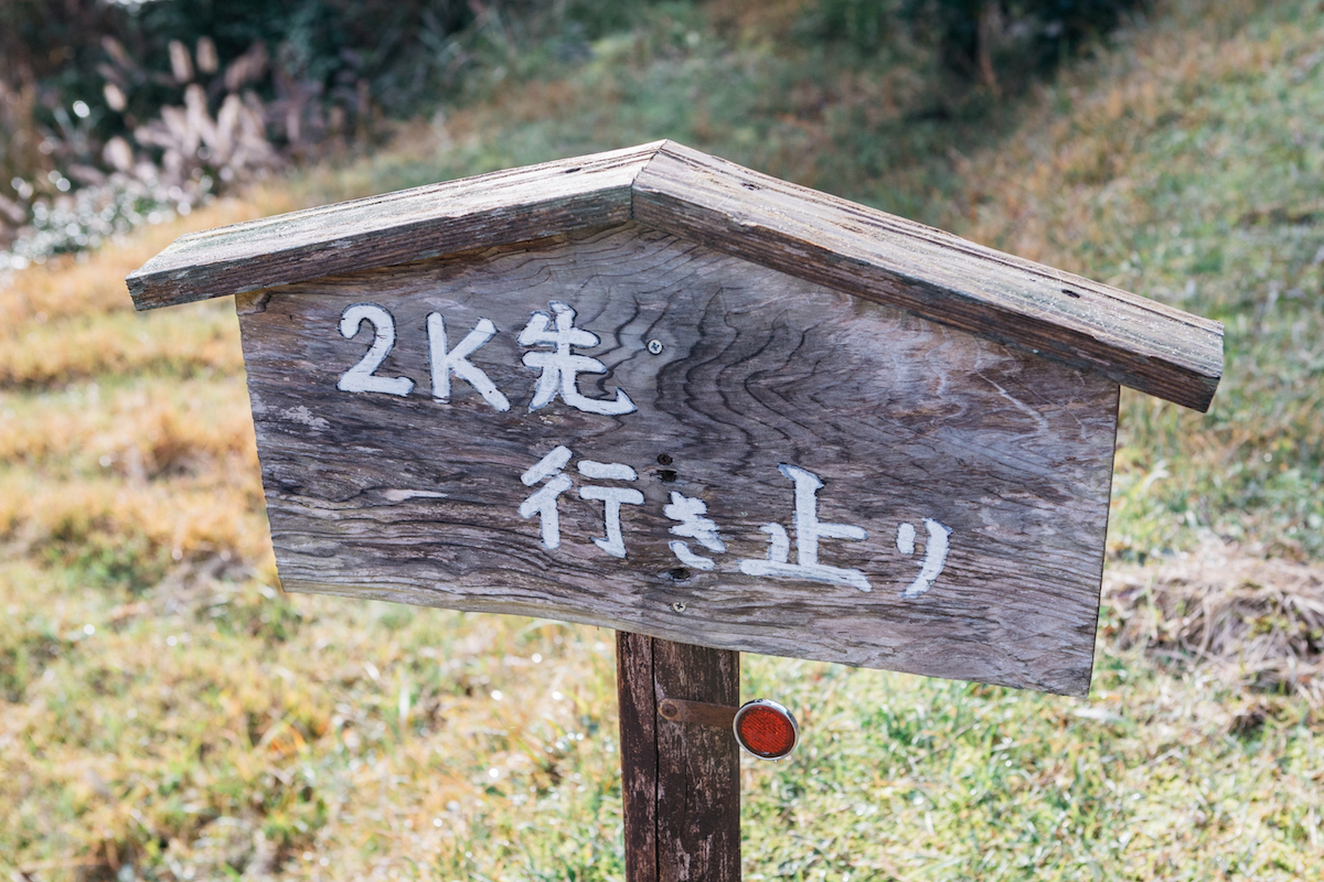 Forest therapy in Giappone