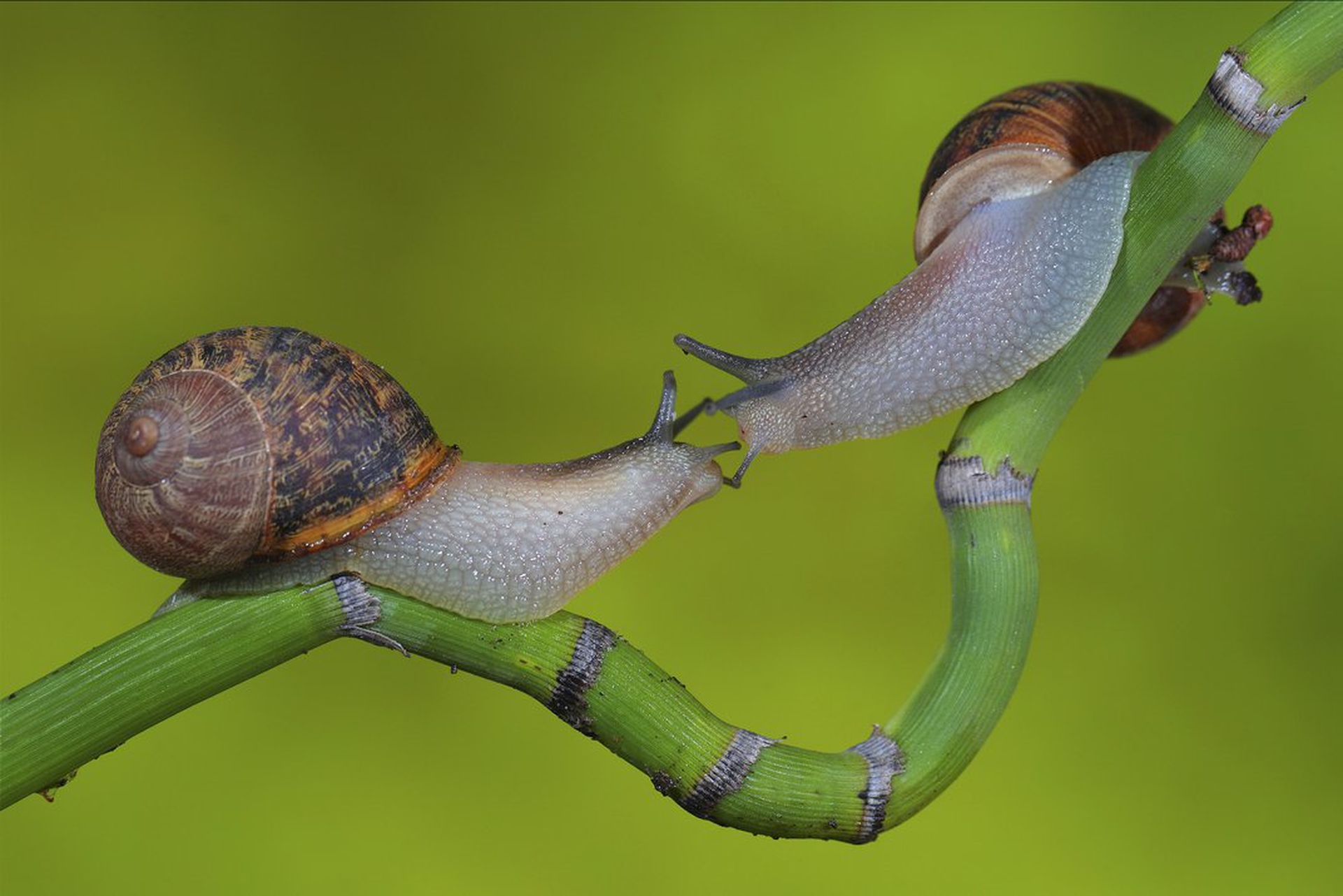 Le 10 foto di natura più belle dell'anno per lo Smithsonian