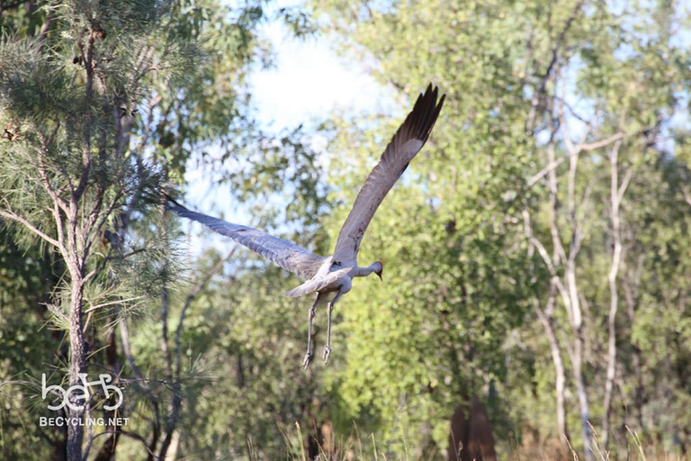 gru volo brolga foto