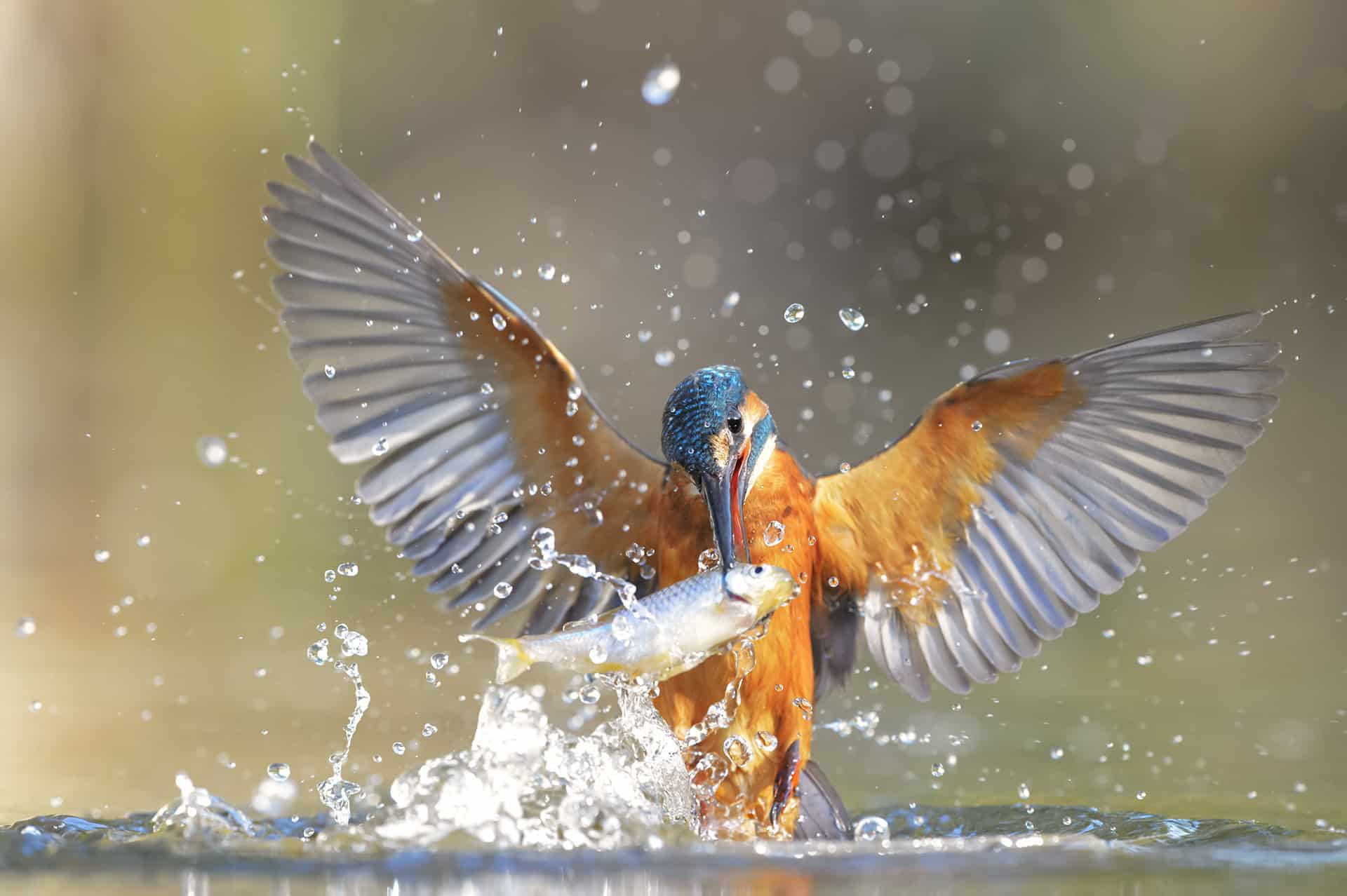 “Demone azzurro”: la caccia del martin pescatore nelle aree protette del Po piemontese (Piemonte) © Fabio Vegetti