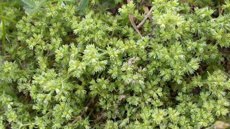 Scleranthus è il fiore di Bach per quelli che soffrono molto il non saper decidere fra due cose. ©Wikimedia
