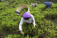 India, tea plantations with sustainable certifications violate labour rights