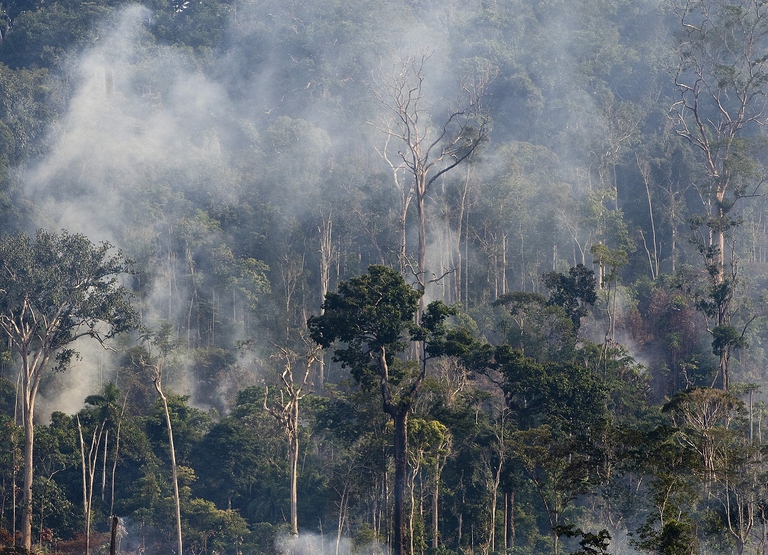 La foresta Amazzonica si sta riducendo