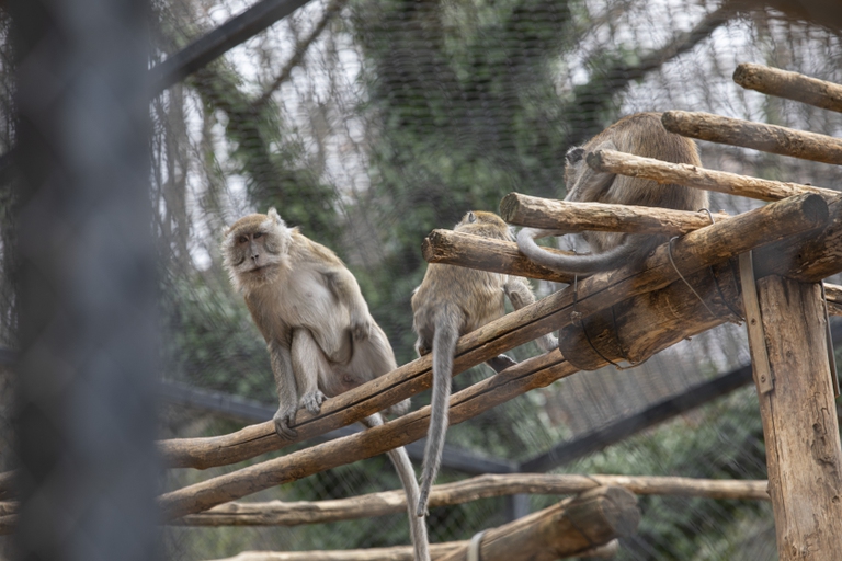 Un macaco seduto su un'impalcatura