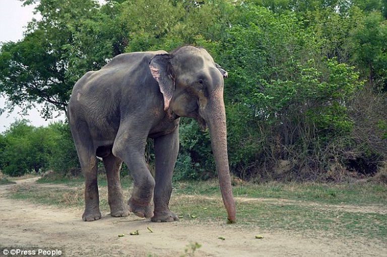 raju