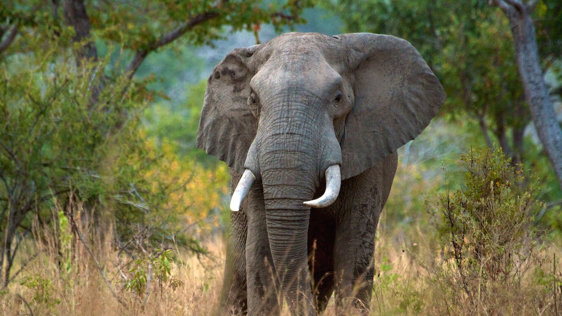 Elephants risk vanishing from Tanzania's largest game reserve