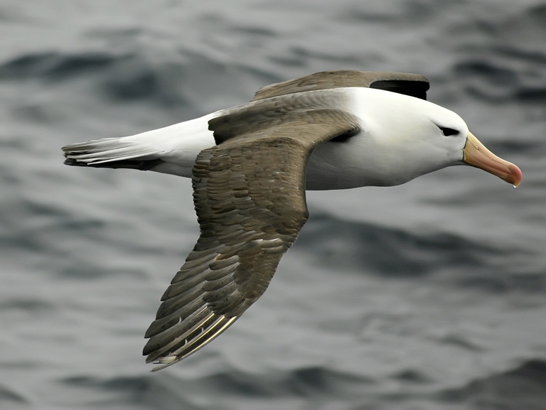 Albatro sorvola l'oceano