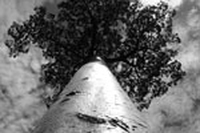 Oggi ci si fa belle per natura