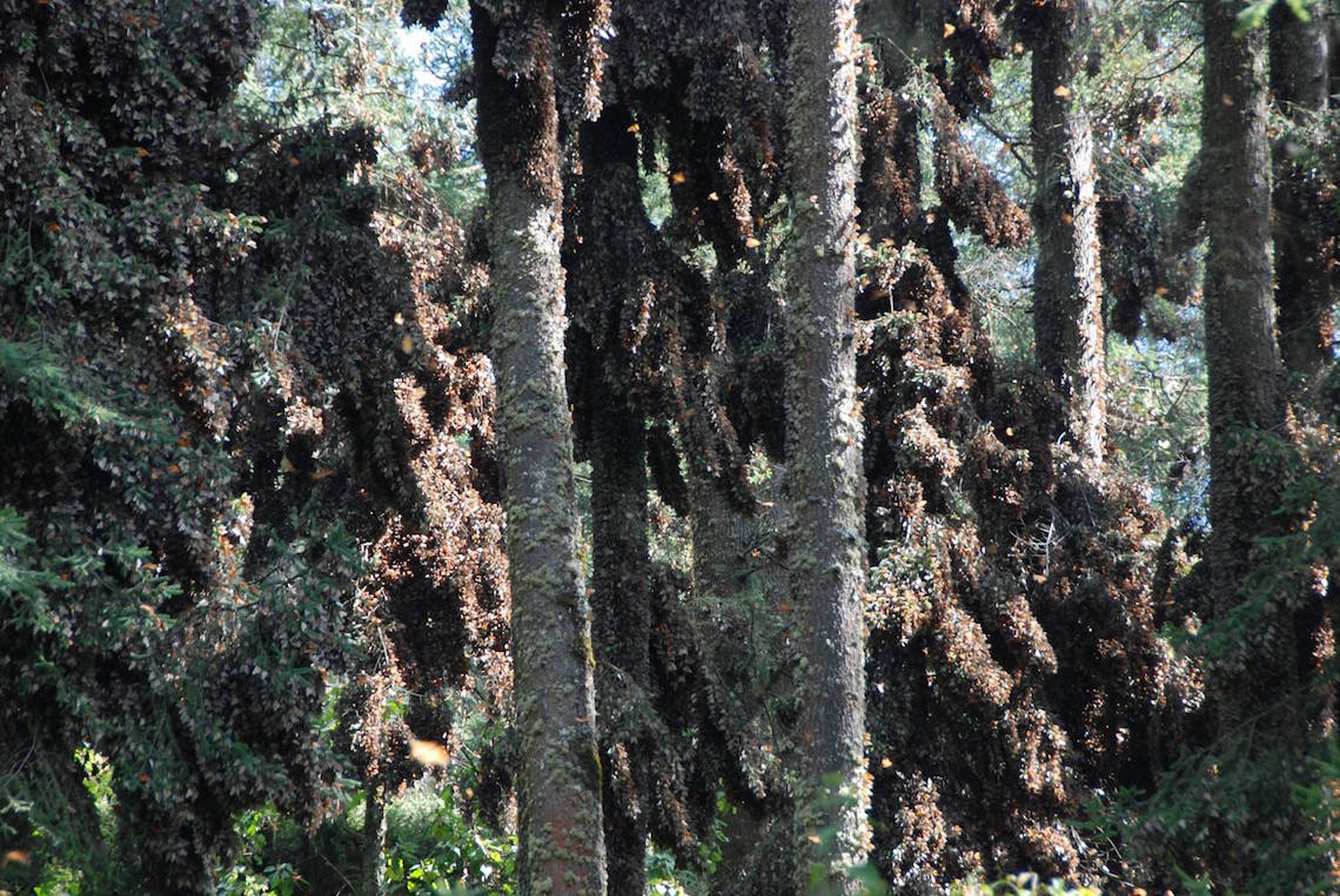 La popolazione di farfalle monarca cresce del 200% nella riserva El Rosario in Messico