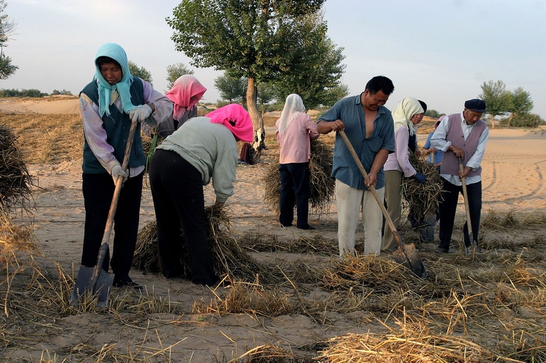 Contadini che provano a rallentare la desertificazione in Cina