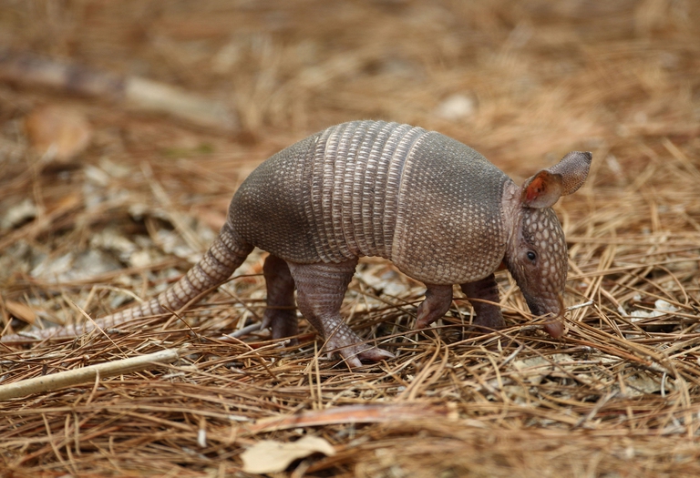 armadillo2