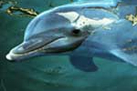 Le mamme delfino insegnano