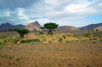 Africa. Il sogno della Grande muraglia verde per salvare il Sahel dall’avanzata del deserto