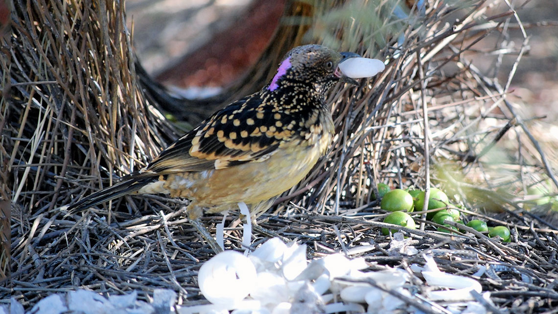 Etologia del corteggiamento, gli uccelli: l'uccello giardiniere