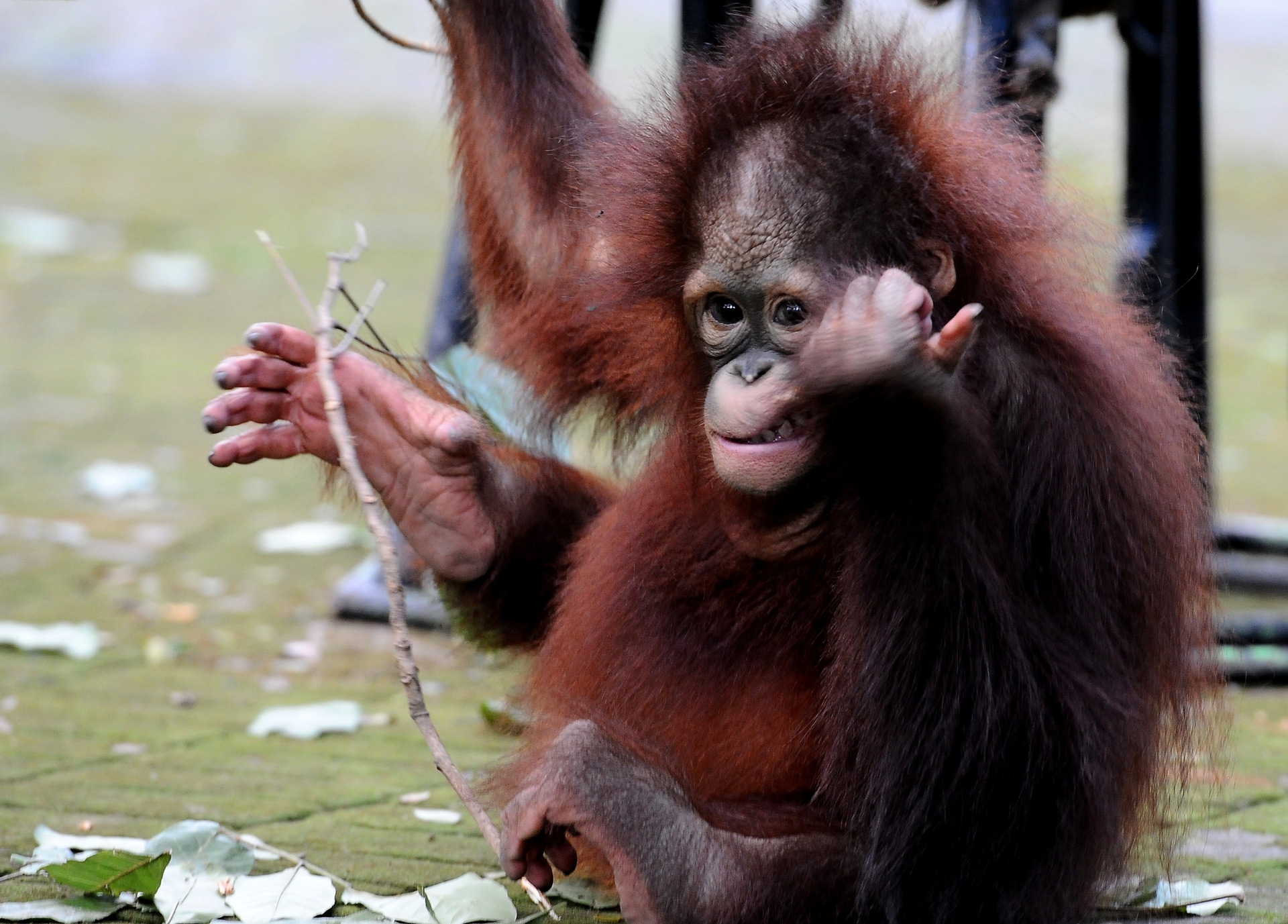 Damai e Rizki, due cuccioli di orango tornano il libertà