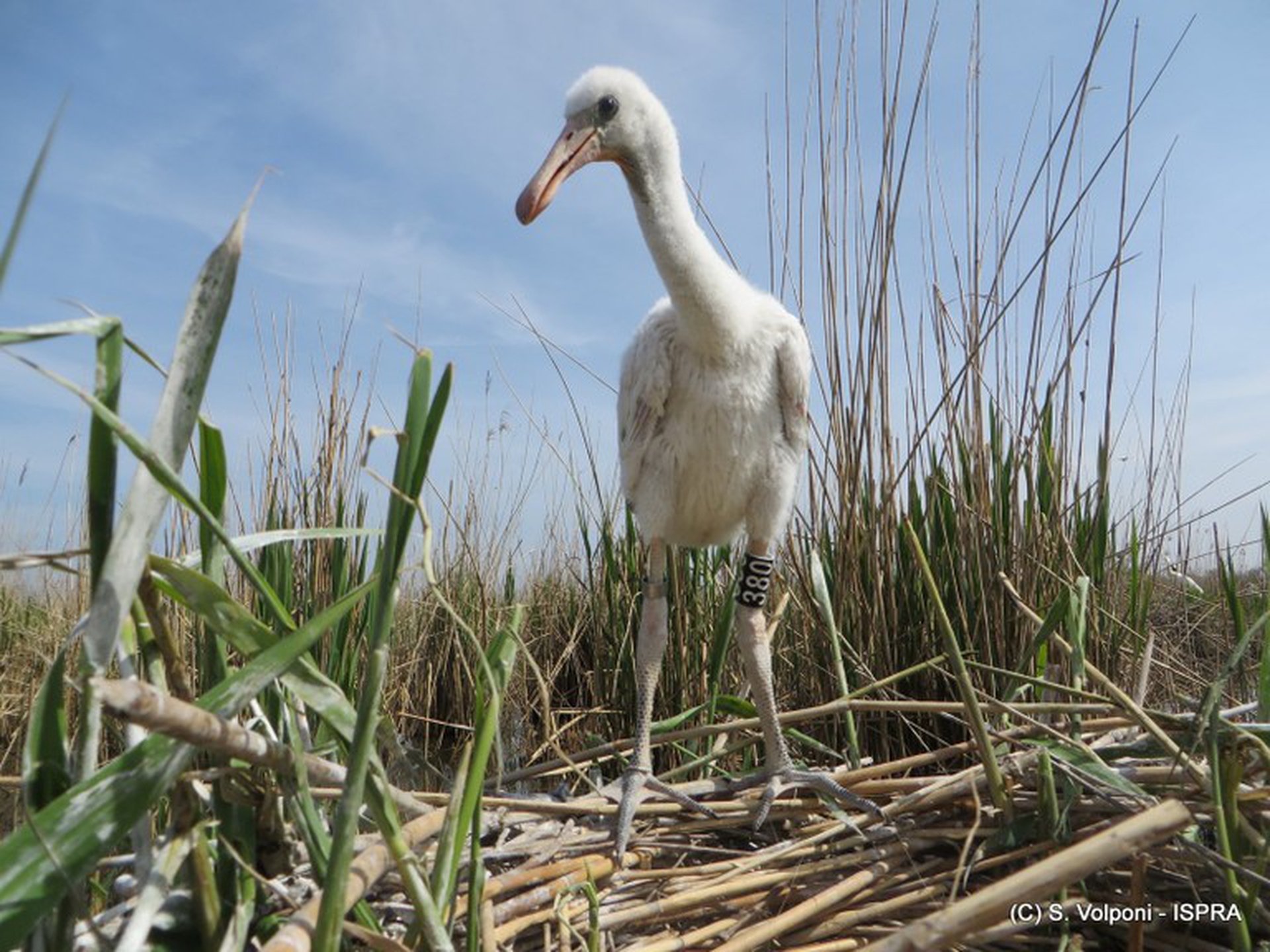 Il ritorno dell'uccello spatola nel Delta del Po