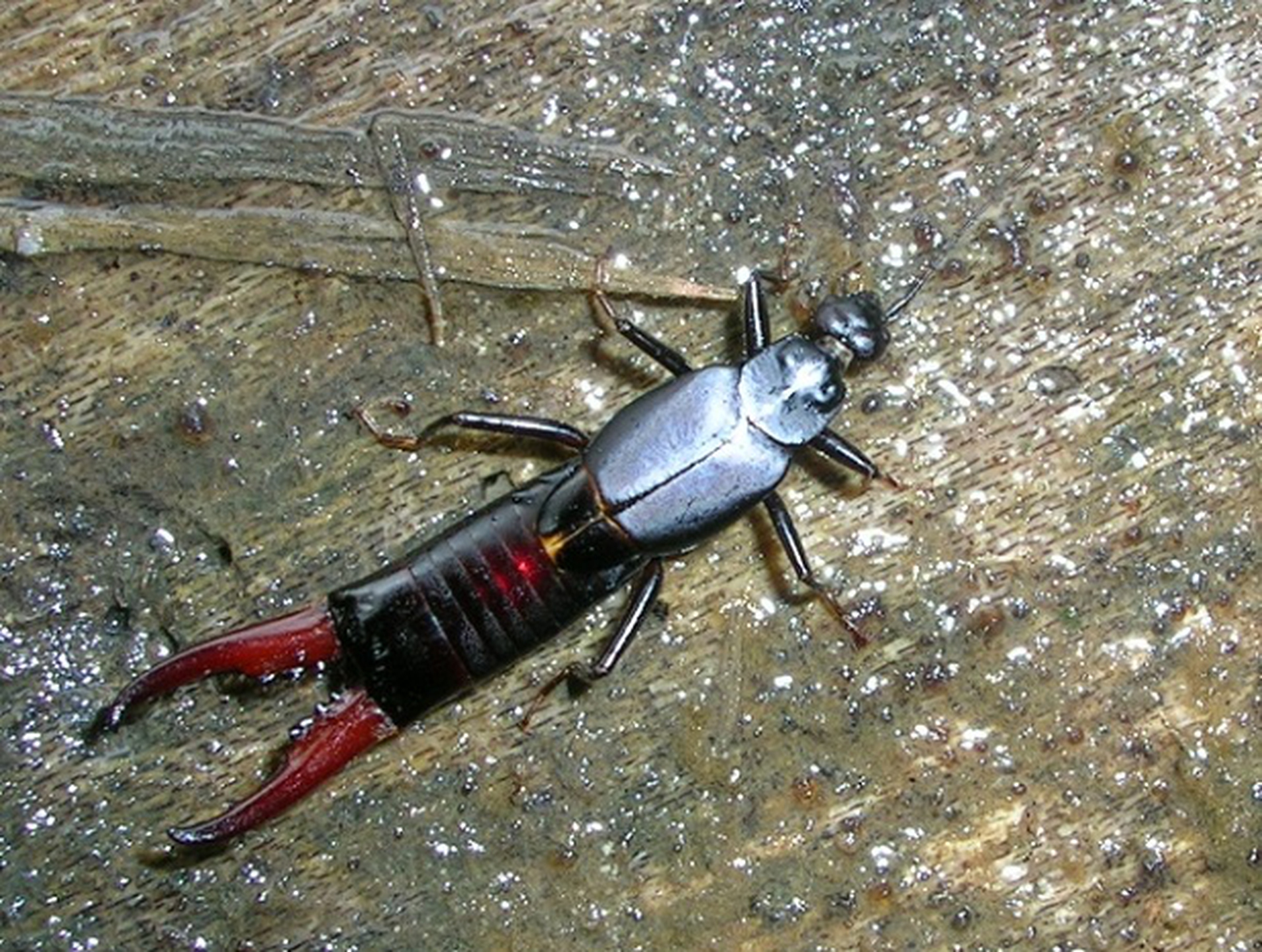 Labidura herculeana