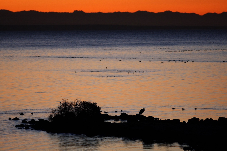 Golfo della California