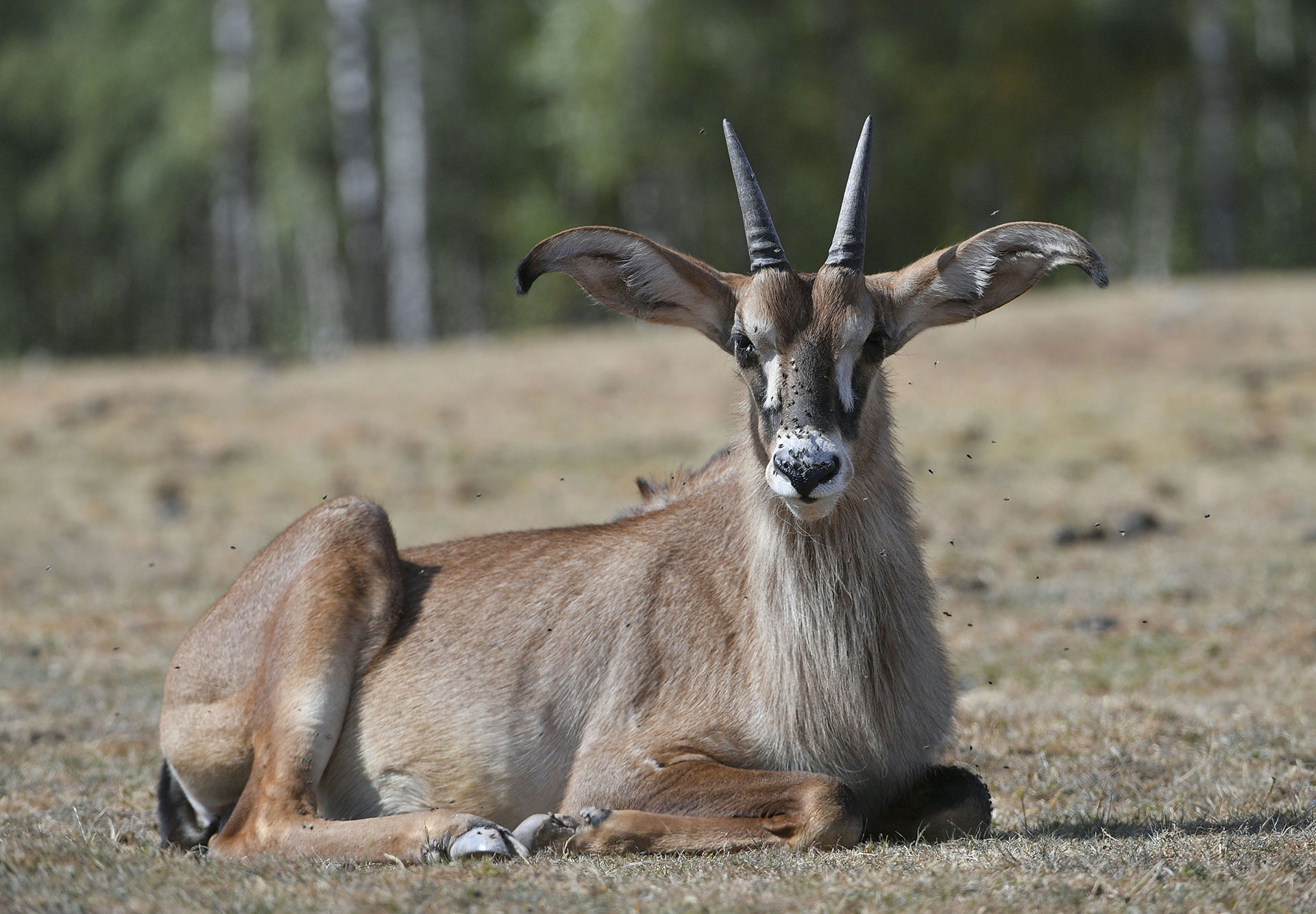 Antilope roana