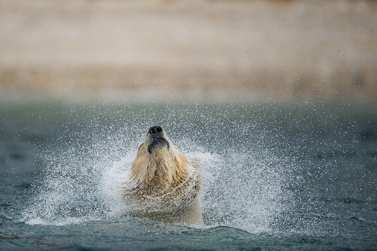 Giornata mondiale dell'orso polare WWF orsi polari