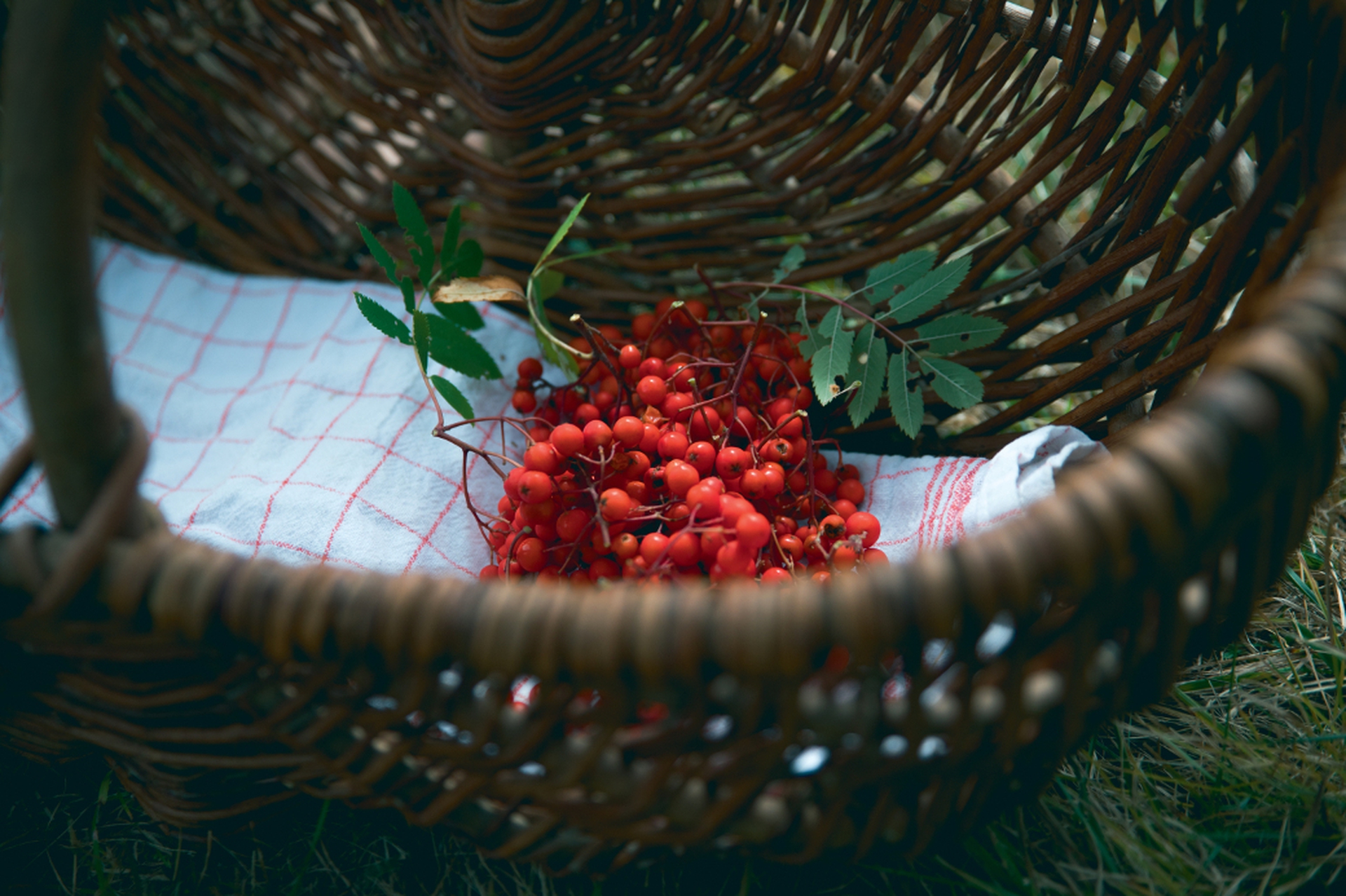 Foraging è l'arte di raccogliere bacche, erbe e tutto ciò che spontaneamente la natura offre