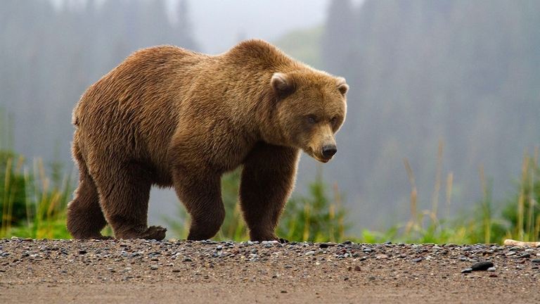 Orso bruno