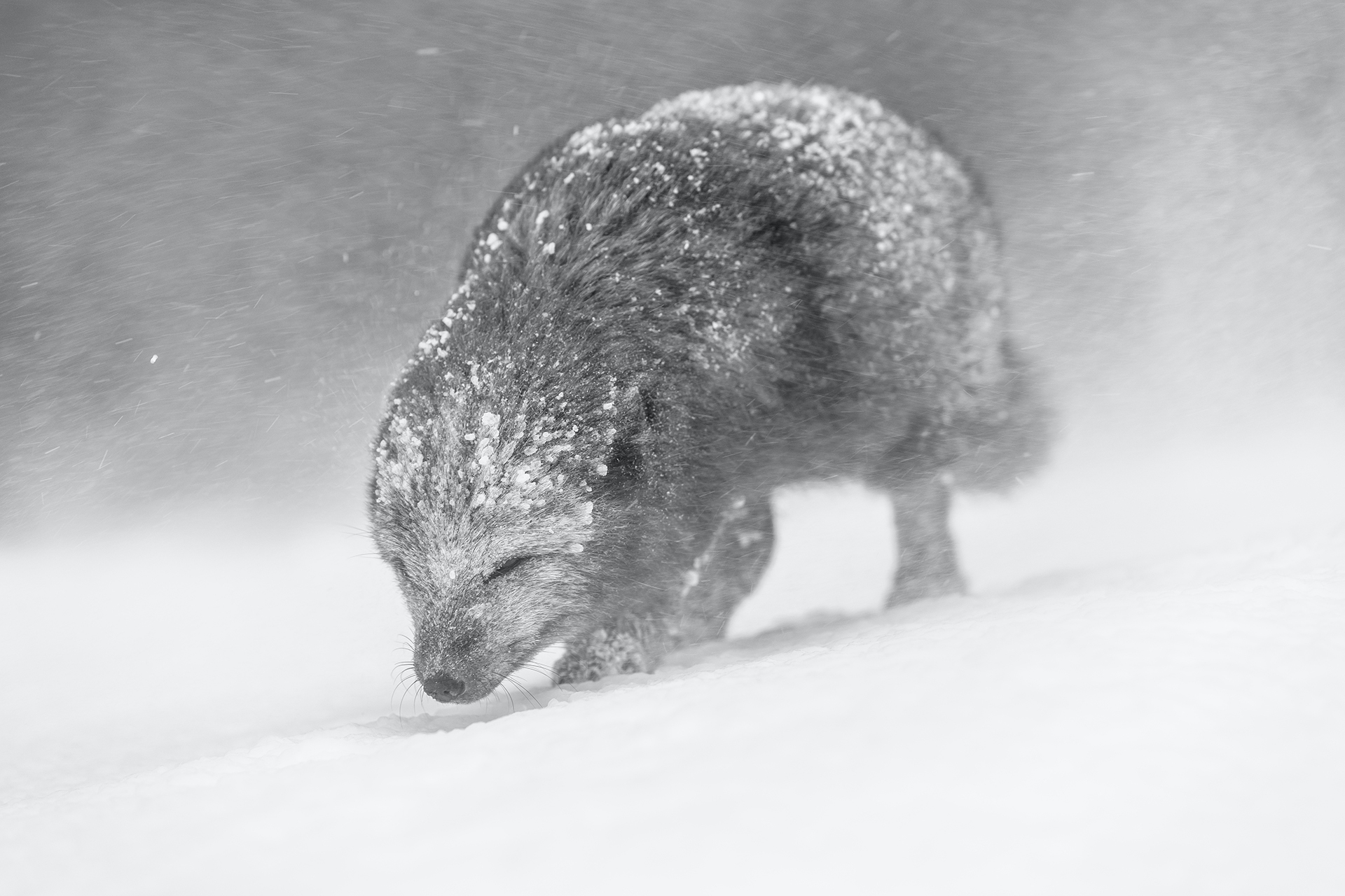 World nature photography awards, le foto vincitrici