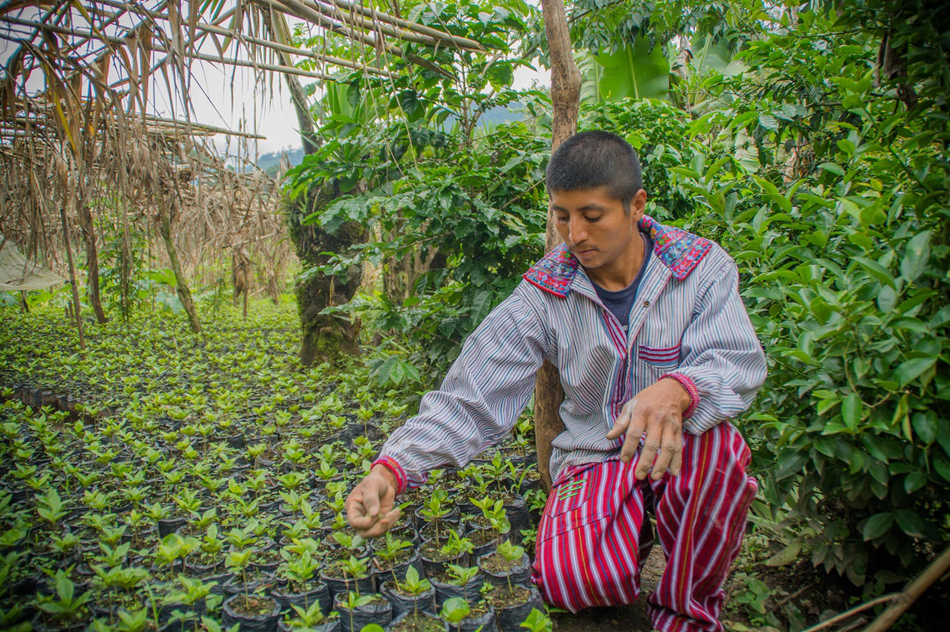 Byron mentre cura le sue piantine di caffè